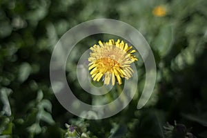 Photo of a lonely and listless chamomile yellow photo