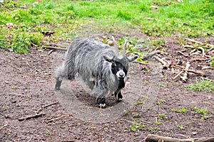 Photo of long haired Goat