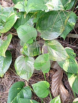 Photo of long leaf ornamental plants