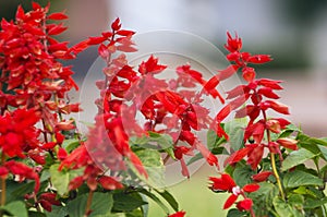 Salvia coccinea photo