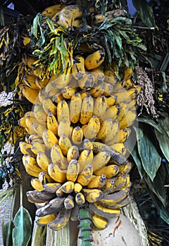 Photo of a lots of bananas on the tree.