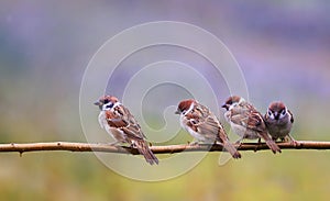 Photo with lots of funny birds sparrows sitting on a branch in the summer garden and chirp photo
