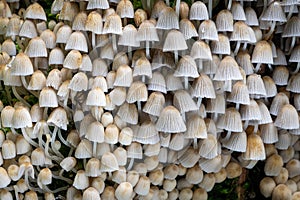 Photo of lots of small mushrooms - Coprinellus disseminatus