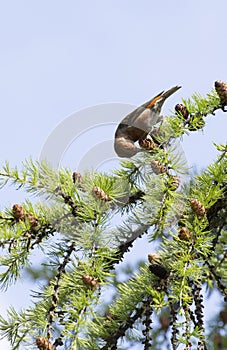 Photo of Loxia curvirostra on a tree