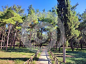 Photo of a lush pine forest with a walking path in Nea Filadelphia, Athens, Greece.