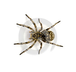 Photo of Lycosa singoriensis, black hair tarantula isolated on white background