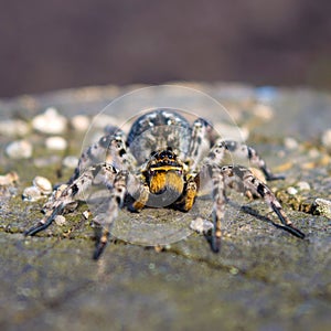 Photo of Lycosa singoriensis, black hair tarantula on the tree stump