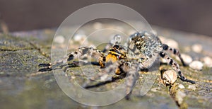 Photo of Lycosa singoriensis, black hair tarantula on the tree stump