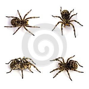 Photo of Lycosa singoriensis, black hair tarantulas isolated on white background