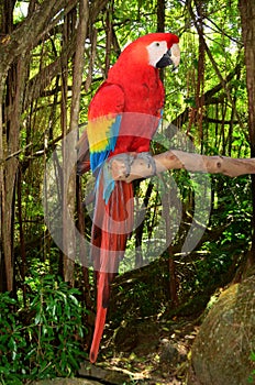 Macaw Parrot photo