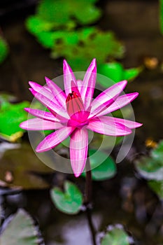 Photo macro shot on bee swarming on lotus flower , Beautiful purple lotus flower with green leaf in pond