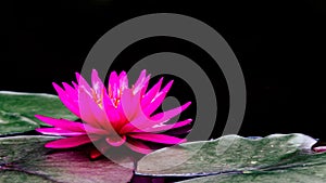 Photo macro shot on bee swarming on lotus flower , Beautiful purple lotus flower with green leaf in pond