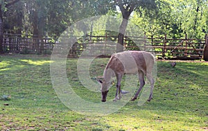 Photo made in the Animal Parc in Esch-Sur-Alzette, Luxembourg - green area where deers are free to walk around