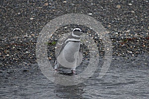 Photo of Magellanic Penguin