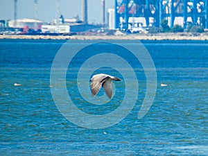 Magnificent juvenile yellow-legged gull Larus michahellis in flight over the water of the Mediterranean sea towards Port-Saint-