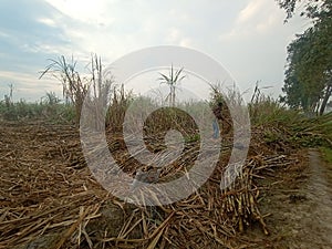 Photo mailed by India. The Indian farmer chopping sugarcane