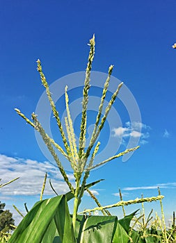 A photo of a maize or corn tassel