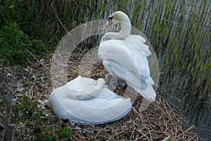 A photo of a male and female swan on their nest