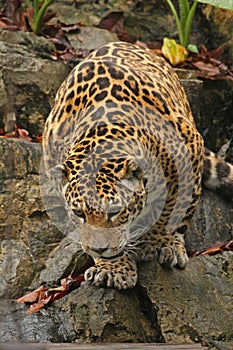 Z samec jaguár 
