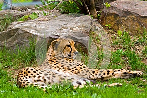 Photo of a male jaguar (Panthera onca)