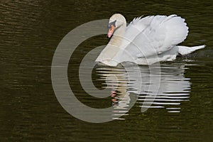 A photo of a male Mute swan being aggressive