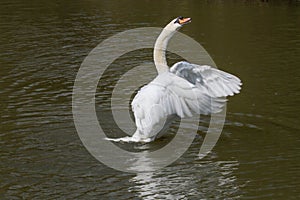 A photo of a male Mute swan stretching his wings