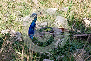 Photo of a male peacock sitting in the grass
