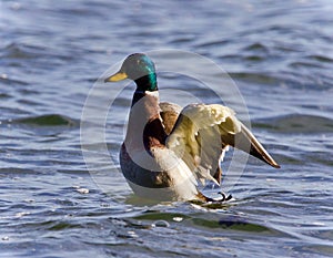 Photo of a mallard showing wings at a lake