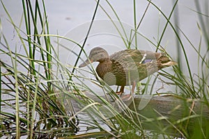 Photo of the mallard on wooden log among grass