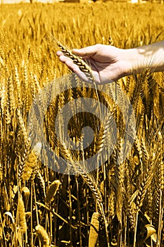 Photo of man hand is holding golden wheat fields