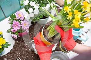 Photo of man`s hands in red gloves transplanting flower