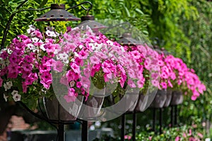 Photo of many flowers with rose petals in metal pots outdoors on a sunny day