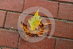  photo of a maple leaf falling to the ground which is yellowish brown in color. Maple leaves have three to five pointed