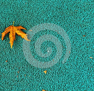  photo of a maple leaf falling to the ground which is yellowish brown in color. Maple leaves have three to five pointed