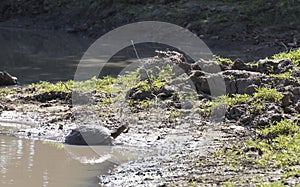 Photo of marsh terrapin tortoise