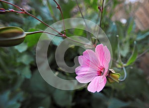 Meadow pink daisy head flowers flower plants plant summer country rural pretty beautiful garden cottage