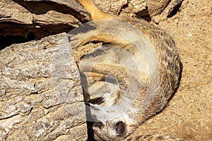 Photo of a meerkat lying on its side scratching a tree