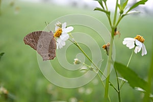 Photo of the Melanitis leda butterfly perched on a flower