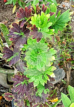 photo of miana flower purple color mutated color into a beautiful yellow green in the garden