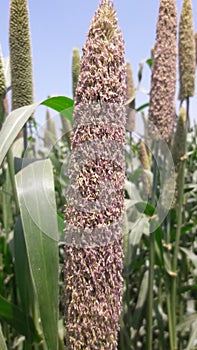 Millet plant farm photo india photo