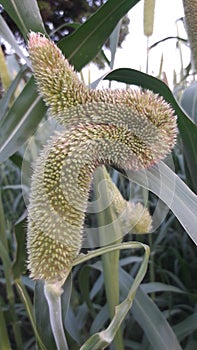 Millet Plants Photo India gujrat photo