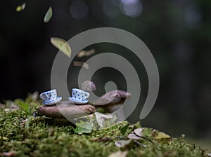 Photo of miniature cups on mushrooms in the forest.st.