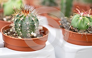 Photo of the miniature potted cactuses grown in greenhouse