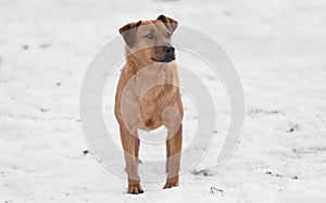 Photo of a mixed dog in the snow