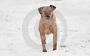 Photo of a mixed dog in the snow