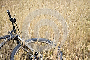 Photo of modern sport bicycle laying on summer dry grass field