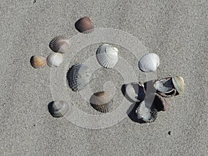 Photo of mollusc shell on a sandy sea coast