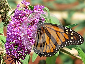 Monarch Butterfly Feeding on the Purple Flower in August