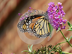 Monarch Butterfly Feeding on the Purple Flower in Summer