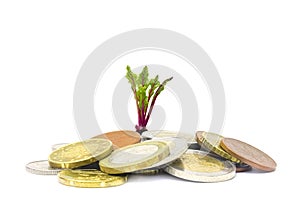 A photo of money, heap of euro coins and a small green sprout growing from the coins. Business finance concept. Coins on